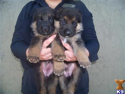 puppies